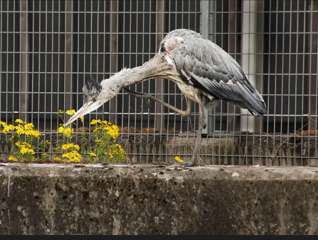 Lewisham's wildlife struggles in early summer heatwave - here's how you can help