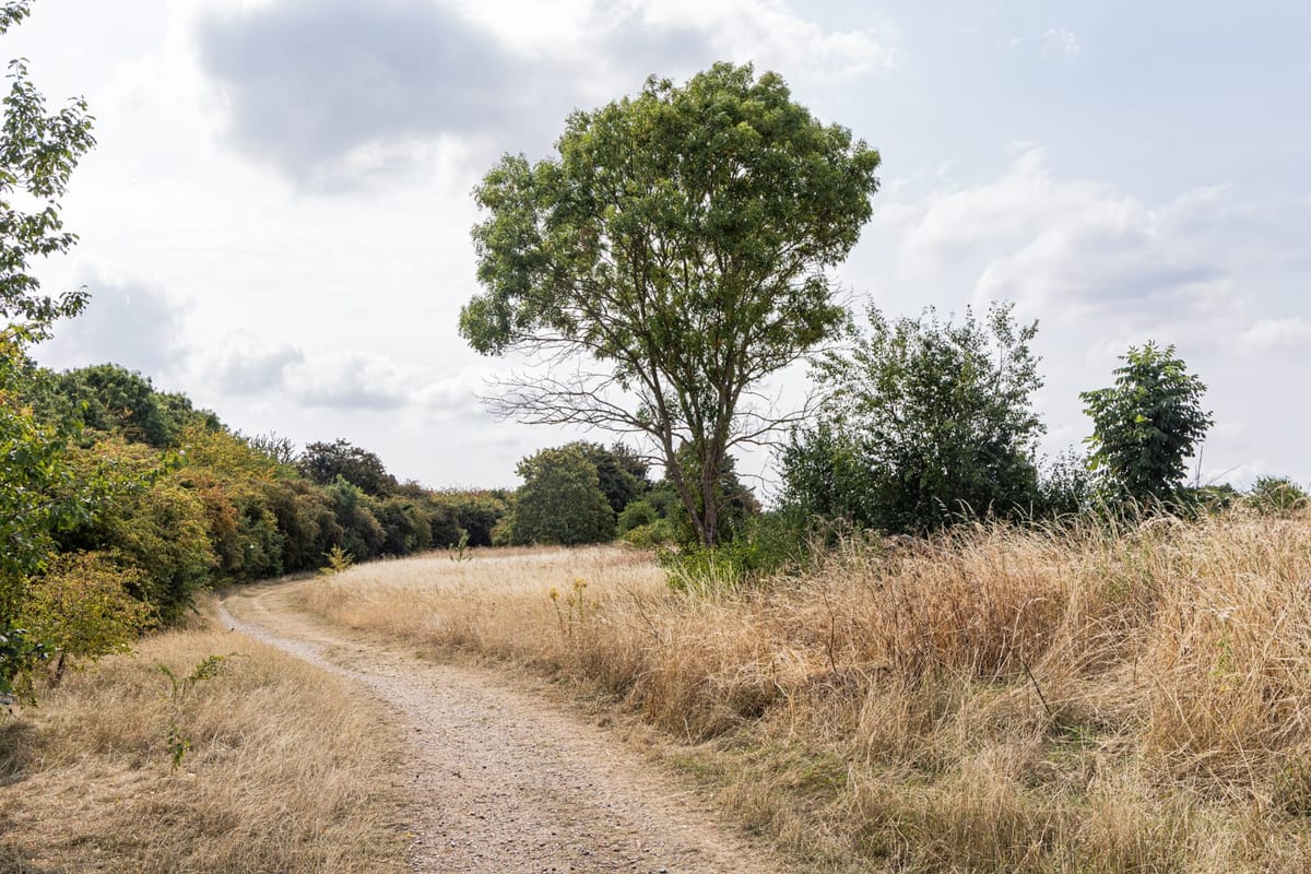 A late summer walk on Woolwich Common