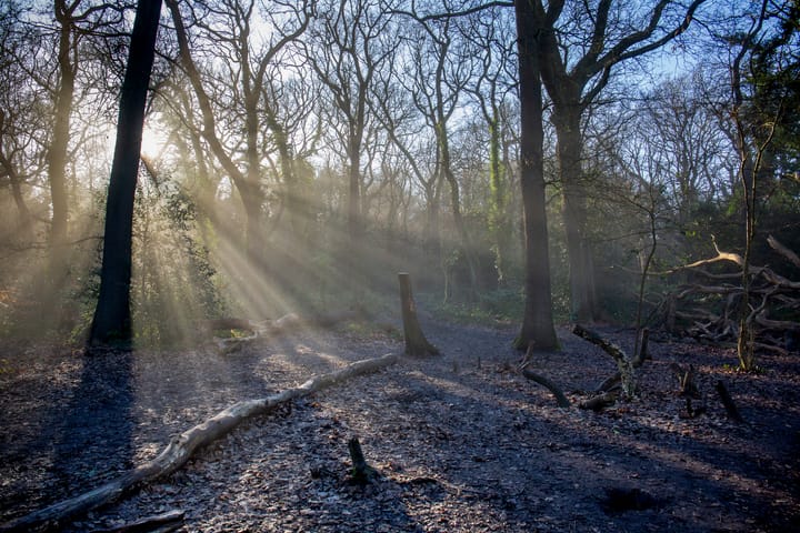 Dulwich Woods, March 2025